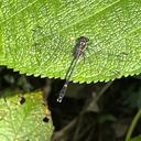 Image of Progomphus gracilis imported from iNaturalist.