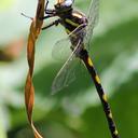 Image of Cordulegaster dorsalis imported from iNaturalist.