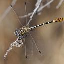 Image of Erpetogomphus compositus imported from iNaturalist.