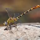 Image of Erpetogomphus designatus imported from iNaturalist.