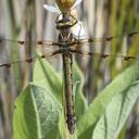 Image of Phyllopetalia stictica imported from iNaturalist.