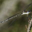 Image of Chlorolestes conspicuus imported from iNaturalist.