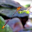 Image of Heteragrion consors imported from iNaturalist.