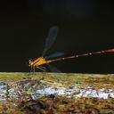 Image of Heteragrion triangulare imported from iNaturalist.