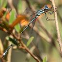 Image of Lestes auritus imported from iNaturalist.