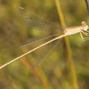 Image of Lestes concinnus imported from iNaturalist.