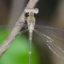 Image of Lestes elatus imported from iNaturalist.