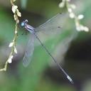 Image of Lestes pictus imported from iNaturalist.