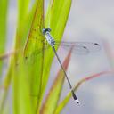 Image of Lestes praemorsus imported from iNaturalist.