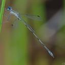 Image of Lestes spumarius imported from iNaturalist.