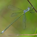 Image of Lestes vigilax imported from iNaturalist.