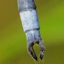 Lestes vigilax male appendages dorsal view