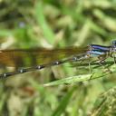 Image of Argia albistigma imported from iNaturalist.