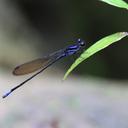 Image of Argia fumigata imported from iNaturalist.