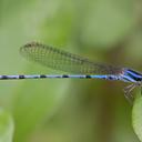 Image of Argia inculta imported from iNaturalist.