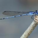 Image of Argia insipida imported from iNaturalist.