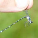 Image of Argia jocosa imported from iNaturalist.