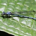 Image of Argia medullaris imported from iNaturalist.