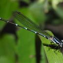 Image of Argia oculata imported from iNaturalist.