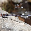 Image of Argia oenea imported from iNaturalist.