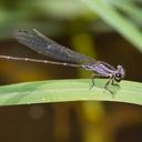 Image of Argia pulla imported from iNaturalist.