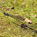 Image of Argia sordida imported from iNaturalist.