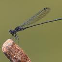 Image of Argia translata imported from iNaturalist.