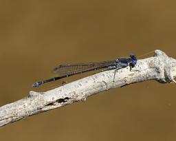 Male Dusky Dancer