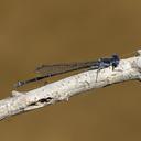 Image of Argia translata