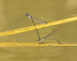 Tandem pair Dusky Dancers
