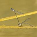 Tandem pair Dusky Dancers