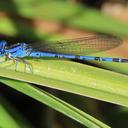 Image of Argia vivida imported from iNaturalist.