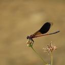 Image of Euphaea formosa imported from iNaturalist.