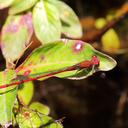 Image of Oxyagrion pavidum imported from iNaturalist.