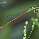 Image of Leptobasis vacillans imported from iNaturalist.