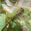 Image of Progomphus integer imported from iNaturalist.