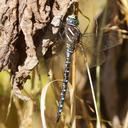 Image of Aeshna palmata imported from iNaturalist.