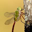 Image of Anax longipes imported from iNaturalist.