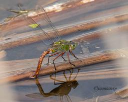 Female ovipositing