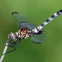 Image of Dythemis fugax imported from iNaturalist.