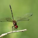 Image of Dythemis sterilis imported from iNaturalist.