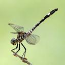 Image of Dythemis velox imported from iNaturalist.