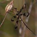 Image of Epitheca princeps imported from iNaturalist.