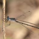 Image of Lestes alacer imported from iNaturalist.