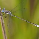 Image of Lestes congener imported from iNaturalist.