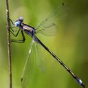 Image of Lestes stultus imported from iNaturalist.