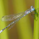 Image of Lestes unguiculatus imported from iNaturalist.