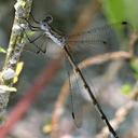 Image of Lestes vidua imported from iNaturalist.