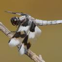 Image of Libellula forensis imported from iNaturalist.