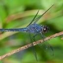 Image of Libellula incesta imported from iNaturalist.